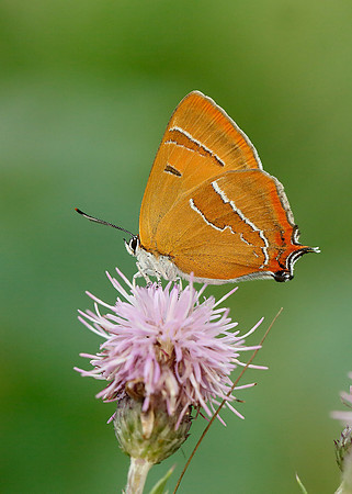 Brown Hairstreak Thecla betulae