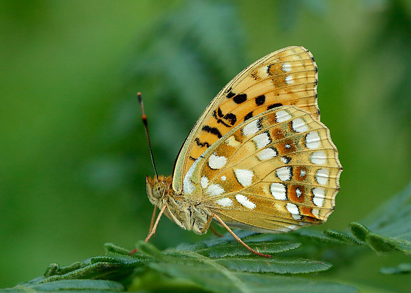 High Brown Fritillary Argynnis adippe
