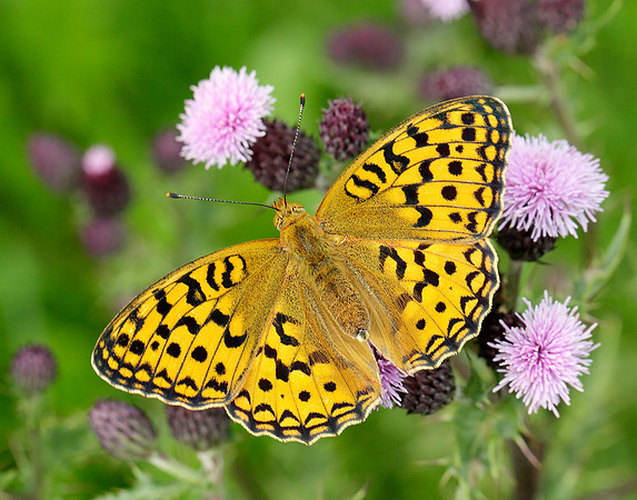 High Brown Fritillary Argynnis adippe