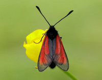 54.004 BF172 Transparent Burnet Zygaena purpuralis