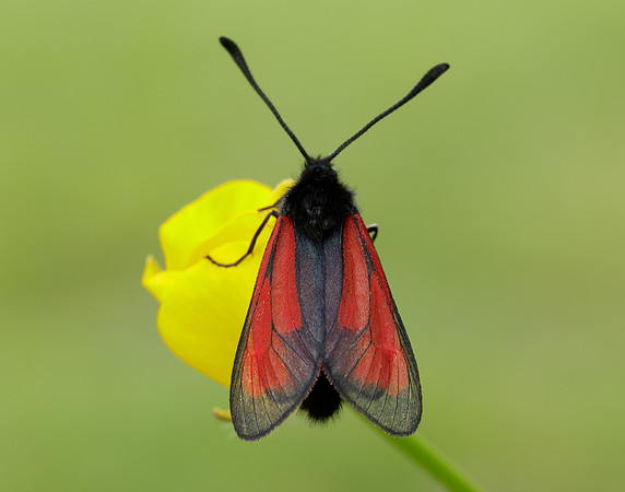 54.004 BF172 Transparent Burnet Zygaena purpuralis