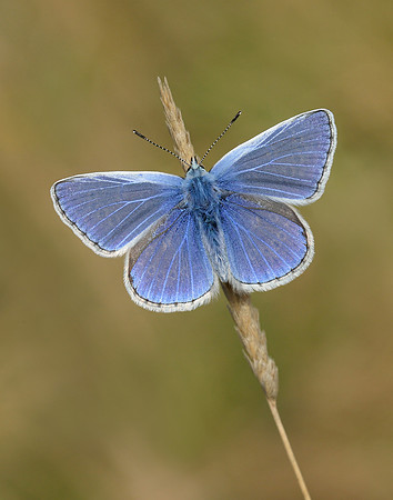 Common Blue Polyommatus icarus