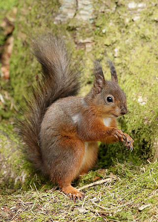 Red Squirrel Sciurus vulgaris