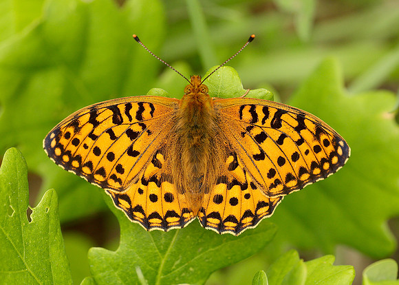 Dark Green Fritillary Argynnis aglaja