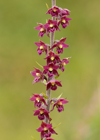 Dark Red Helleborine Epipactis atrorubens