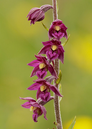 Dark Red Helleborine Epipactis atrorubens
