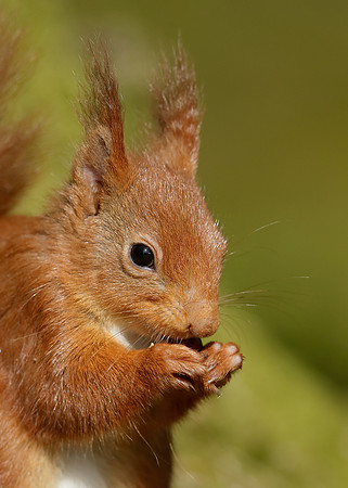 Red Squirrel Sciurus vulgaris