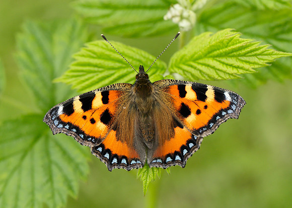 Small Tortoiseshell Aglais urticae