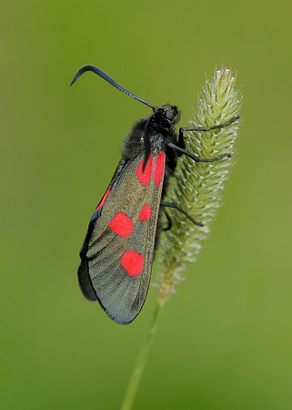 54.009 BF0171 Narrow-bordered Five-spot Burnet Zygaena lonicerae