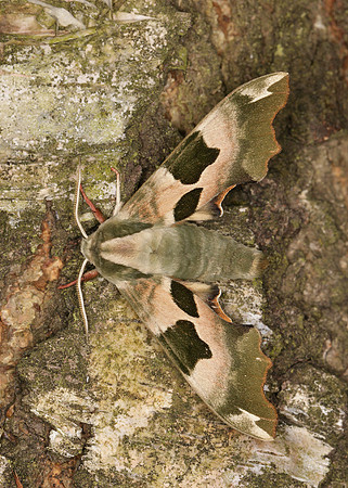 69.001 BF1979 Lime Hawk-moth Mimas tiliae