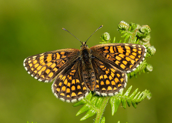 Heath Fritillary Melitaea athalia