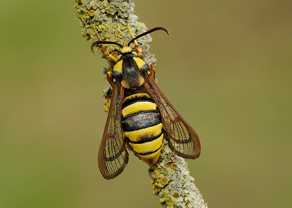 52.002 BF0370 Hornet Moth Sesia apiformis