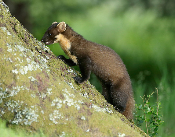 Pine Marten Martes martes
