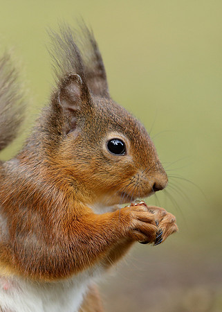 Red Squirrel Sciurus vulgaris