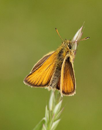Essex Skipper Thymelicus lineola