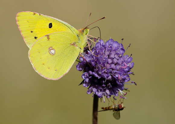 Clouded Yellow Colias croceus