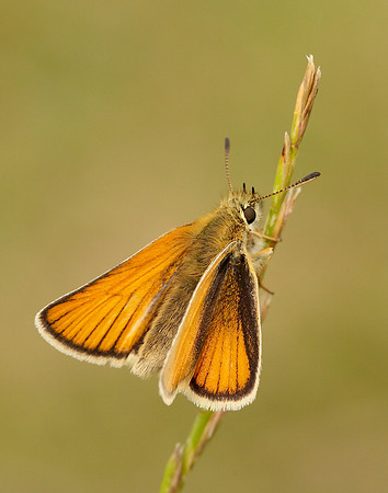 Essex Skipper Thymelicus lineola