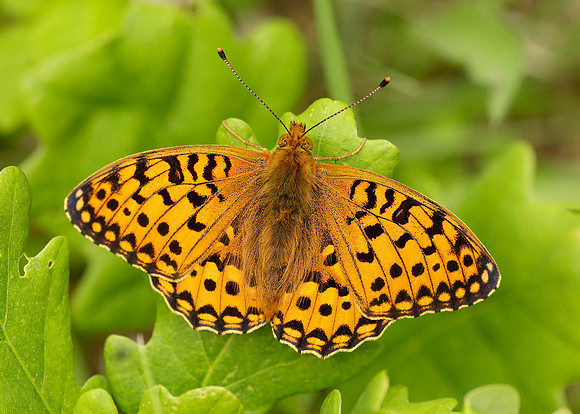 Dark Green Fritillary Argynnis aglaja