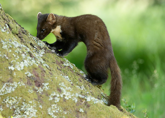 Pine Marten Martes martes