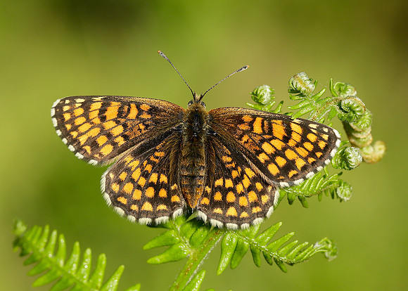 Heath Fritillary Melitaea athalia
