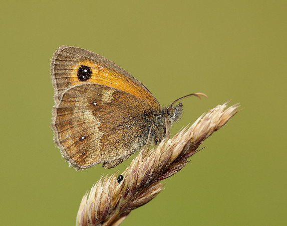 Gatekeeper Pyronia tithonus