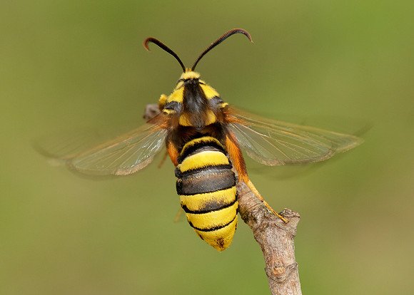 52.002 BF0370 Hornet Moth Sesia apiformis
