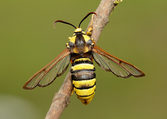 52.002 BF0370 Hornet Moth Sesia apiformis