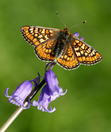 Marsh Fritillary Euphydryas aurinia