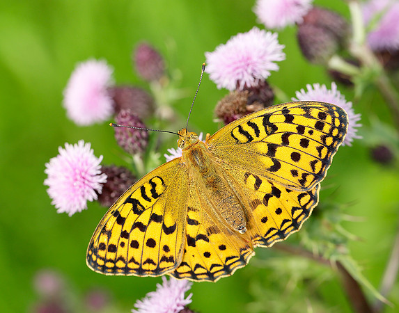 High Brown Fritillary Argynnis adippe