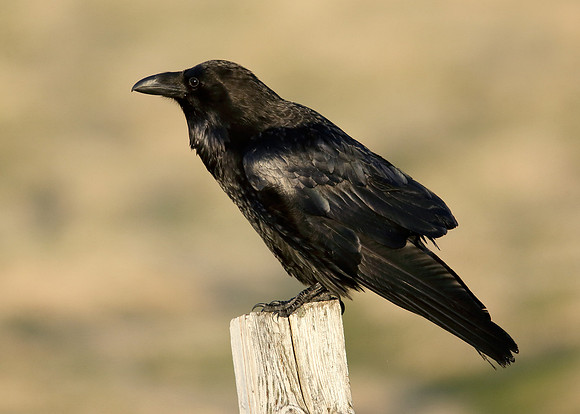 Raven Corvus corax