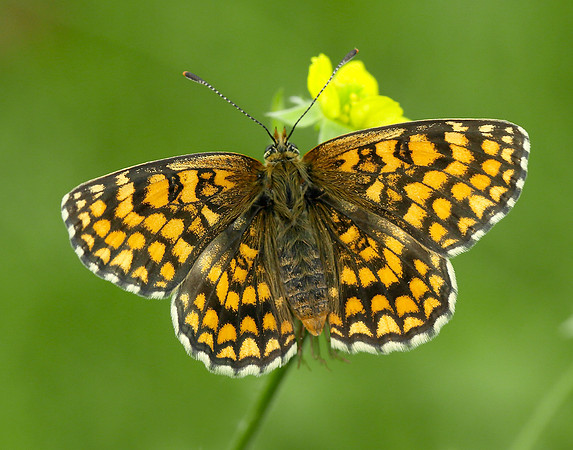 Heath Fritillary Melitaea athalia