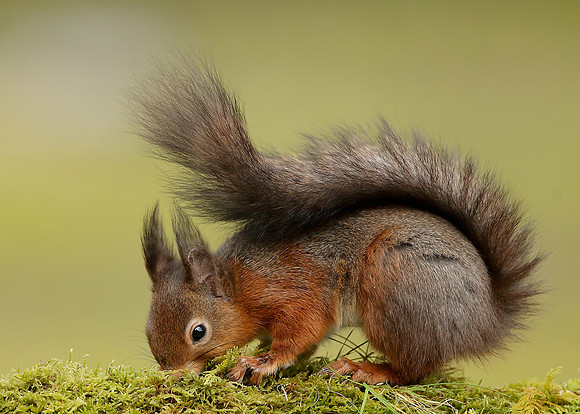 Red Squirrel Sciurus vulgaris