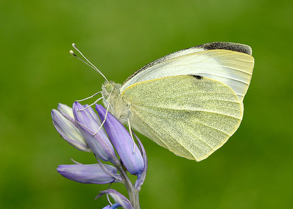 Large White Pieris brassicae