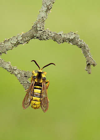 52.002 BF0370 Hornet Moth Sesia apiformis
