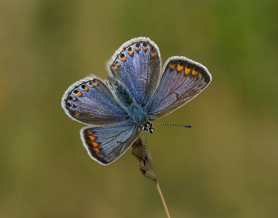 Common Blue Polyommatus icarus