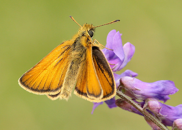 Essex Skipper Thymelicus lineola