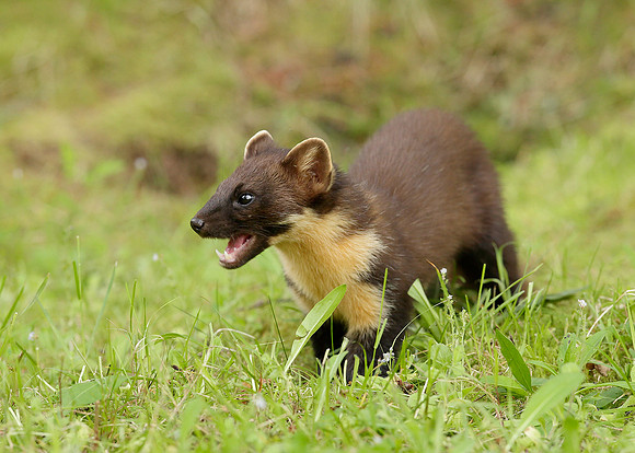 Pine Marten Martes martes