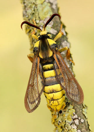 52.002 BF0370 Hornet Moth Sesia apiformis
