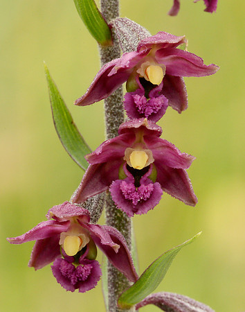 Dark Red Helleborine Epipactis atrorubens