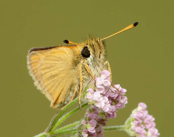 Essex Skipper Thymelicus lineola