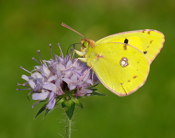 Clouded Yellow Colias croceus