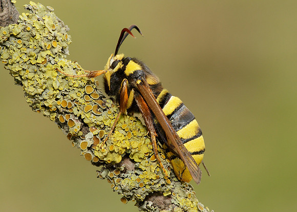 52.002 BF0370 Hornet Moth Sesia apiformis