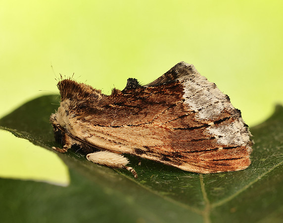 71.022 BF2009 Maple Prominent Ptilodon cucullina