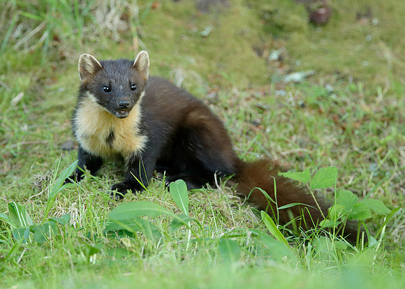 Pine Marten Martes martes