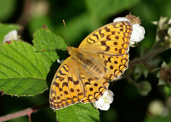 High Brown Fritillary Argynnis adippe