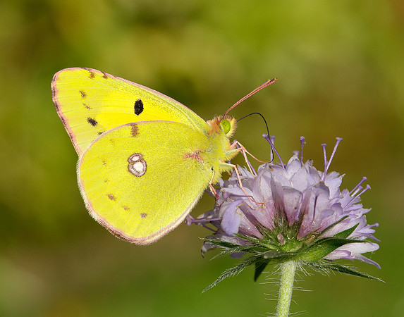 Clouded Yellow Colias croceus