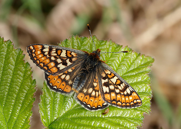 Marsh Fritillary Euphydryas aurinia