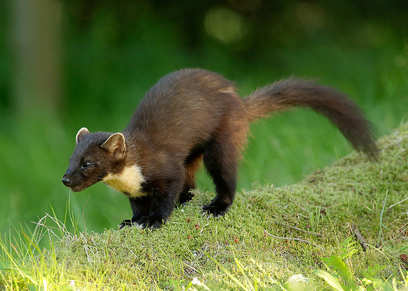 Pine Marten Martes martes