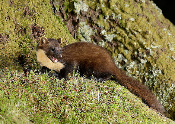 Pine Marten Martes martes