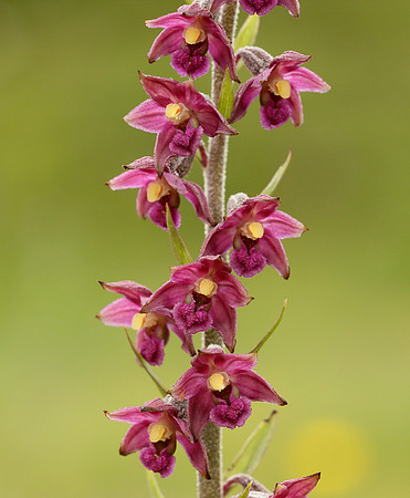 Dark Red Helleborine Epipactis atrorubens